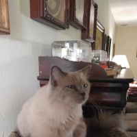 Ragnarok Cattery ico