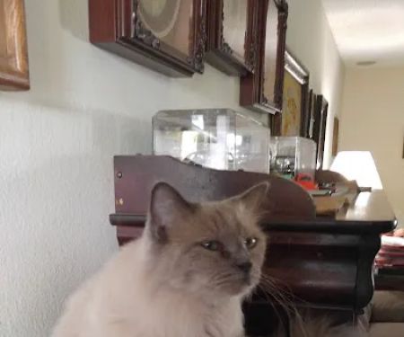 Ragnarok Cattery