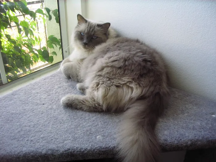 Ragnarok Cattery Picture 8
