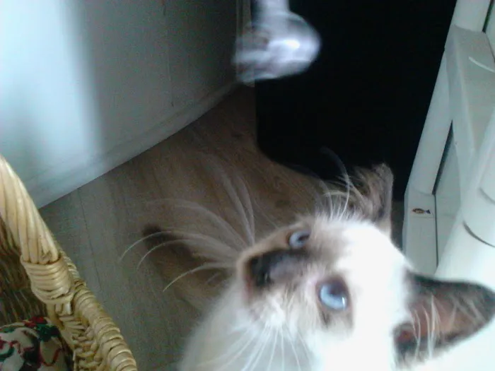 Ragnarok Cattery Picture 6