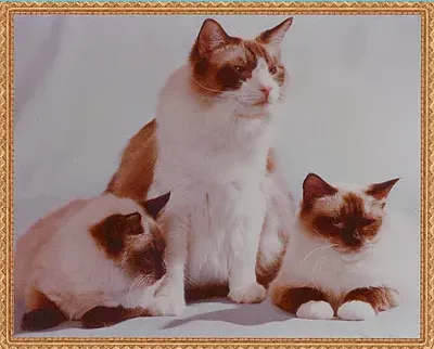 Ragnarok Cattery Picture 7