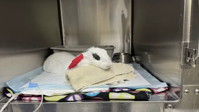 Adobe Animal Hospital Picture 1