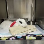Adobe Animal Hospital