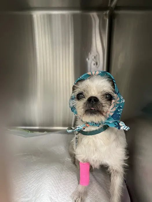 Adobe Animal Hospital Picture 7