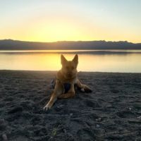 Terra Vista Animal Hospital ico