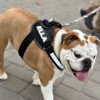 Victoria Animal Hospital ico
