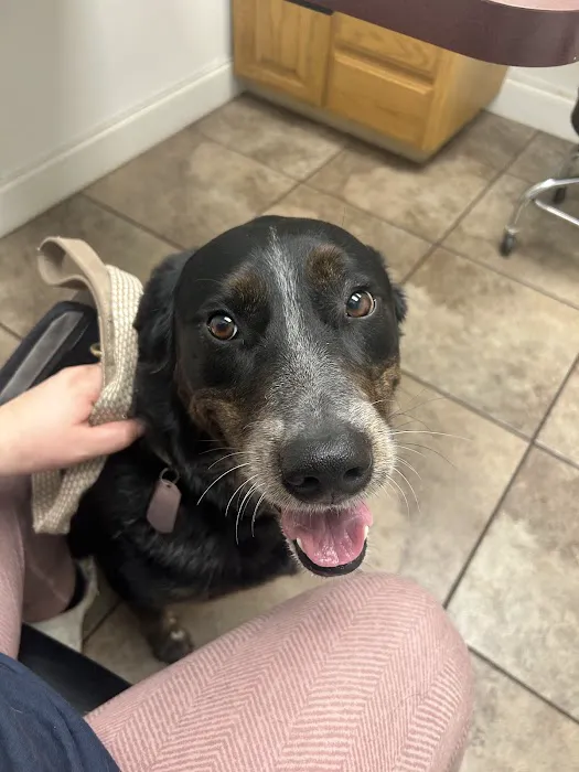 Grayson County Animal Emergency Clinic Picture 2
