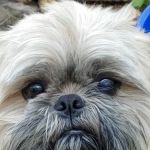 Grayson County Animal Emergency Clinic