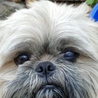 Grayson County Animal Emergency Clinic ico