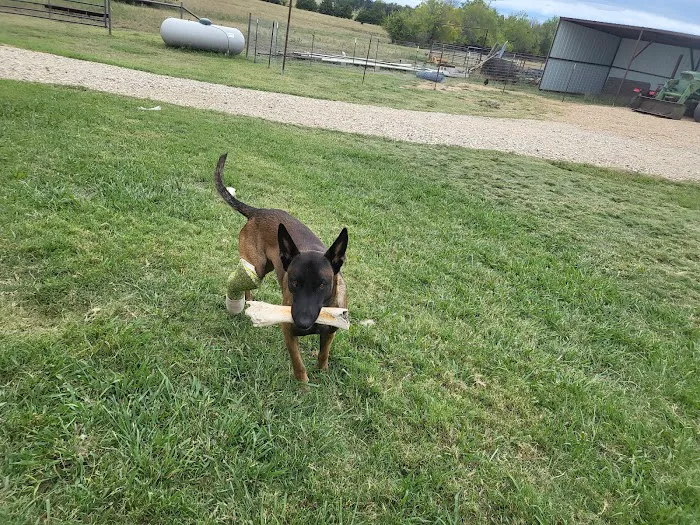 Grayson County Animal Emergency Clinic Picture 10