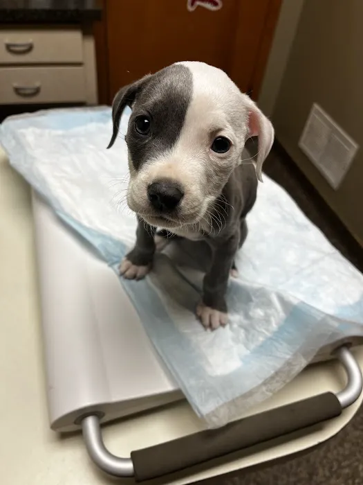 Grayson County Animal Emergency Clinic Picture 7