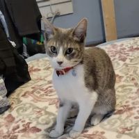 Mexia Veterinary Clinic ico