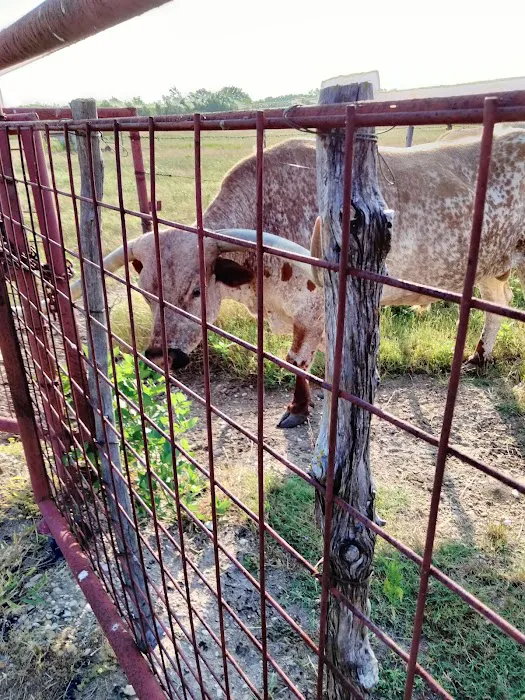 Mexia Veterinary Clinic Picture 4