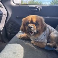 Hometown Veterinary Service ico