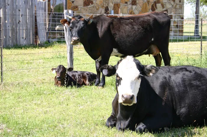 Texas West Animal Health Picture 1