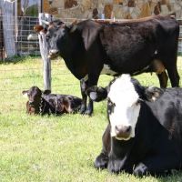 Texas West Animal Health ico