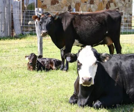 Texas West Animal Health