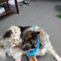 Animal Hospital of Denison ico