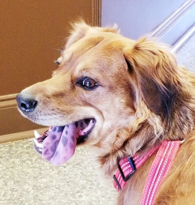 Animal Hospital of Denison Picture 10