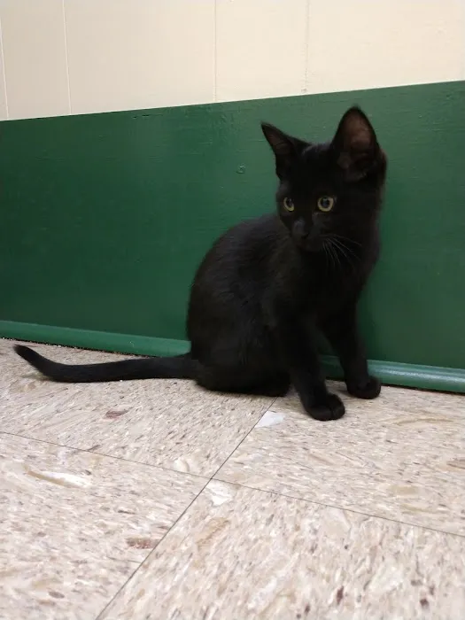 Morton Street Animal Hospital Picture 4