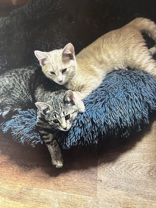 Morton Street Animal Hospital Picture 1