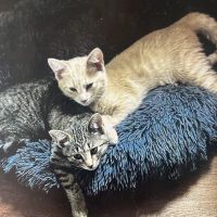 Morton Street Animal Hospital ico