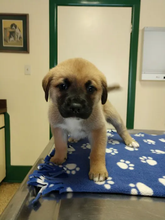 Morton Street Animal Hospital Picture 3