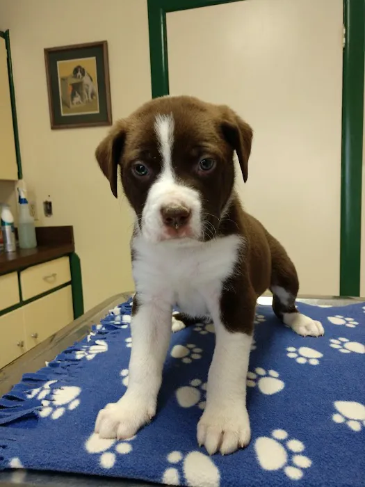 Morton Street Animal Hospital Picture 6