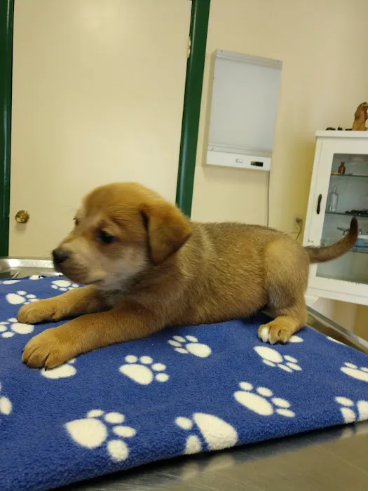 Morton Street Animal Hospital Picture 8