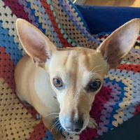 Ferguson Animal Health ico