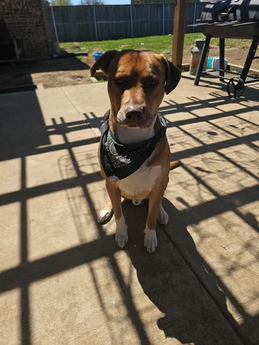 Ferguson Animal Health Picture 7