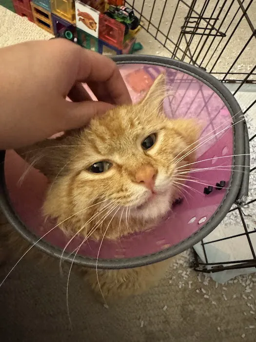 Ferguson Animal Health Picture 10