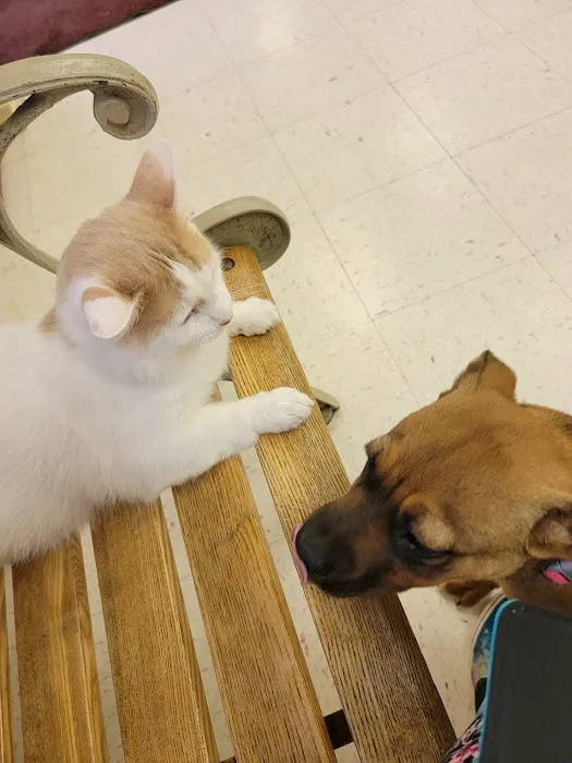 Mt. Pleasant Animal Clinic Picture 5