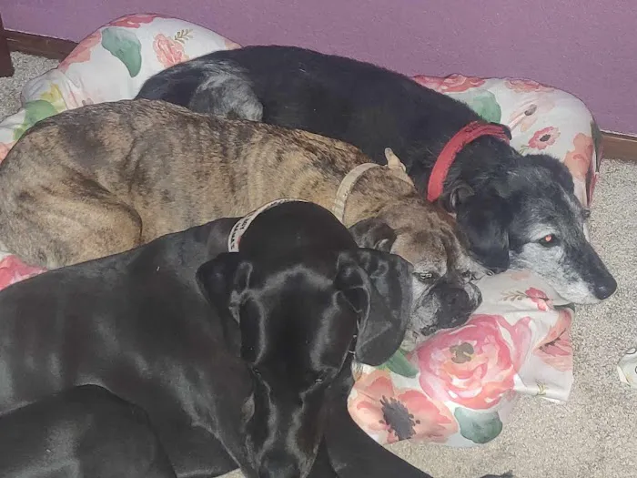 Mt. Pleasant Animal Clinic Picture 2