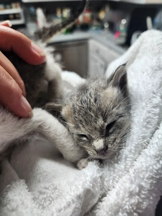 Bruechner Animal Hospital Picture 5