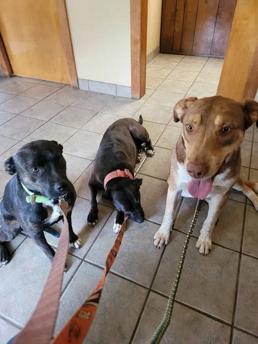 Daingerfield Veterinary Hospital Picture 1