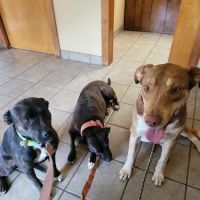 Daingerfield Veterinary Hospital ico