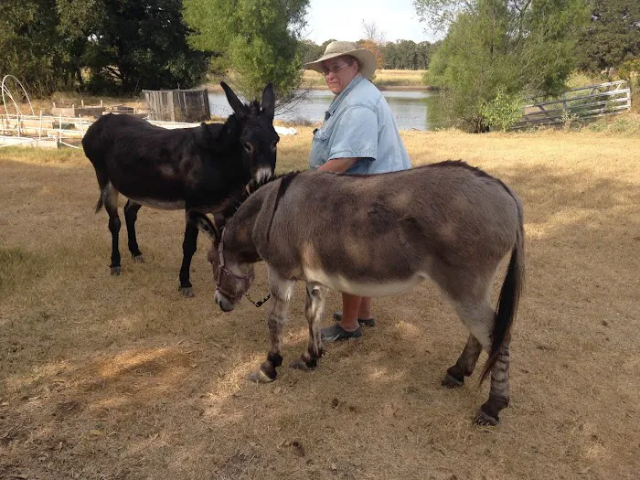 Daingerfield Veterinary Hospital Picture 4
