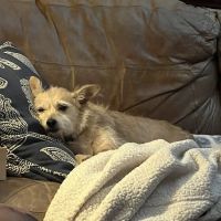 Lake Palestine Animal Hospital ico