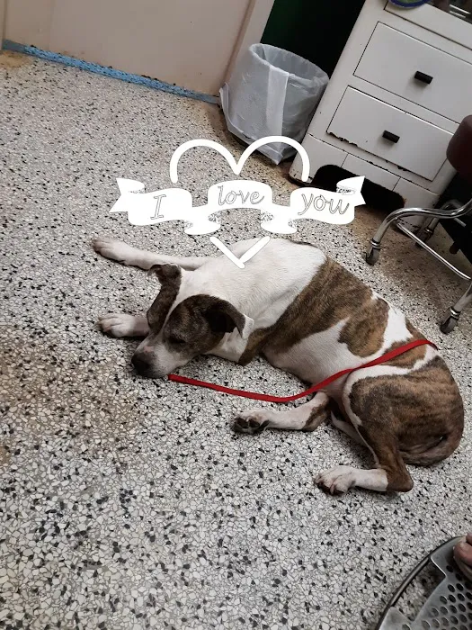 Palestine Veterinary Hospital Picture 3