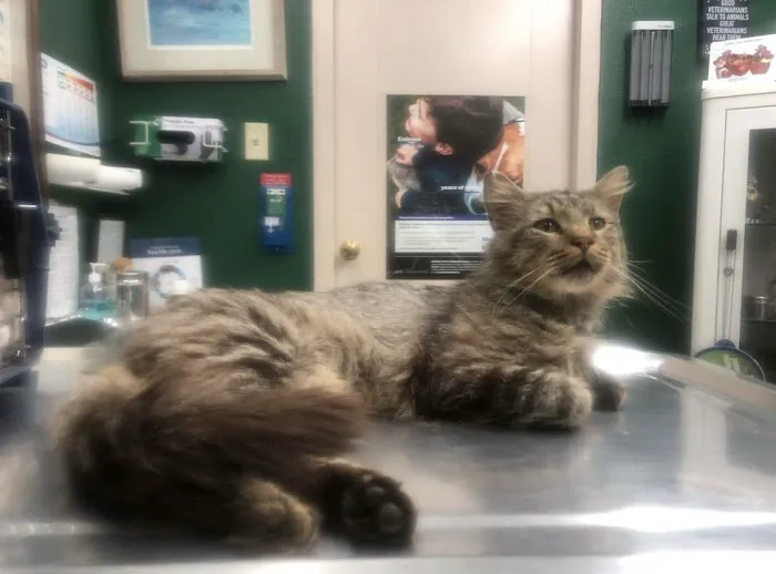 Palestine Veterinary Hospital Picture 4