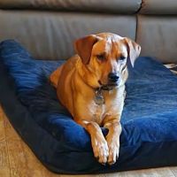 Southwest Hills Veterinary ico