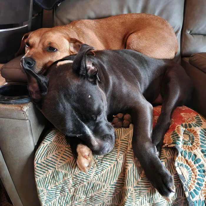 Southwest Hills Veterinary Picture 2