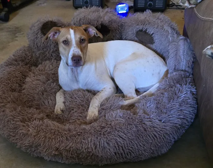 Southwest Hills Veterinary Picture 4