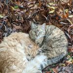 Dr. Lynn Foster Veterinarian Clinic