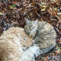 Dr. Lynn Foster Veterinarian Clinic ico