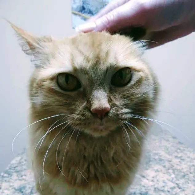 Whitehouse Veterinary Hospital Picture 7