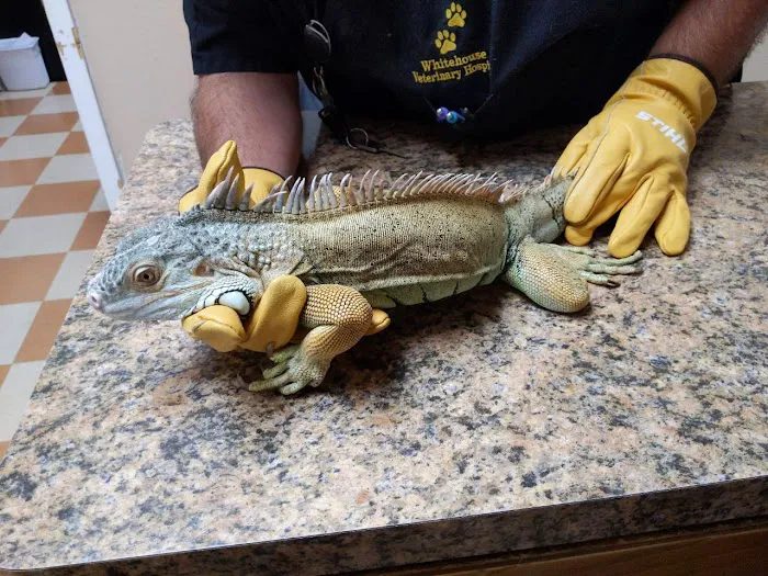 Whitehouse Veterinary Hospital Picture 10