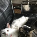 Green Acres Animal Clinic