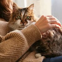 Azalea Animal Hospital ico